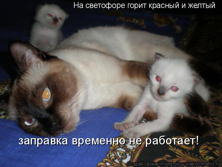 На светофоре горит красный и желтый заправка временно не работает!... Котоматрица: На светофоре горит красный и желтый заправка временно не работает!