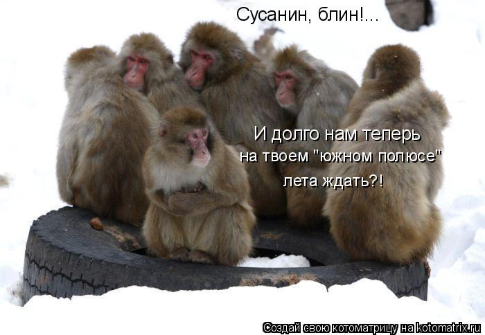 Сусанин, блин!... И долго нам теперь на твоем "южном полюсе" лета ждать?!... Котоматрица: Сусанин, блин!... И долго нам теперь на твоем "южном полюсе" лета ждать?!