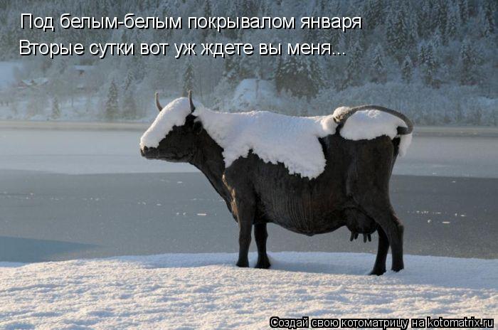 Под белым-белым покрывалом января Вторые сутки вот уж ждете вы меня...... Котоматрица: Под белым-белым покрывалом января Вторые сутки вот уж ждете вы меня...