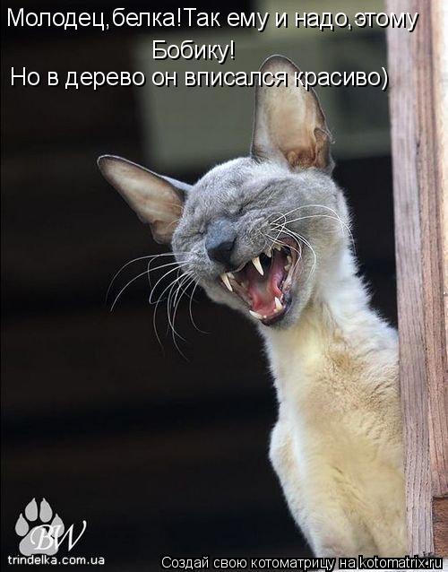 Молодец,белка!Так ему и надо,этому Бобику! Но в дерево он вписался красиво)... Котоматрица: Молодец,белка!Так ему и надо,этому Бобику! Но в дерево он вписался красиво)