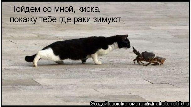 Пойдем со мной, киска, покажу тебе где раки зимуют..... Котоматрица: Пойдем со мной, киска, покажу тебе где раки зимуют..