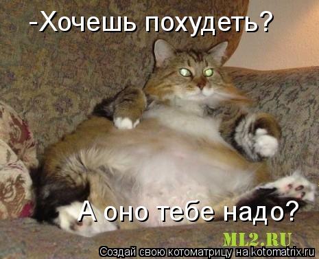 Хочешь похудеть? - А оно тебе надо?... Котоматрица: Хочешь похудеть? - А оно тебе надо?