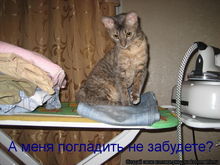 А меня погладить не забудете?... Котоматрица: А меня погладить не забудете?