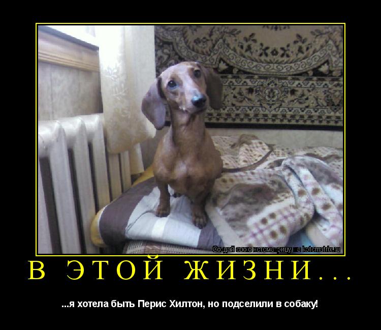 В этой жизни... ...я хотела быть Перис Хилтон, но подселили в собаку!... Котоматрица: В этой жизни... ...я хотела быть Перис Хилтон, но подселили в собаку!