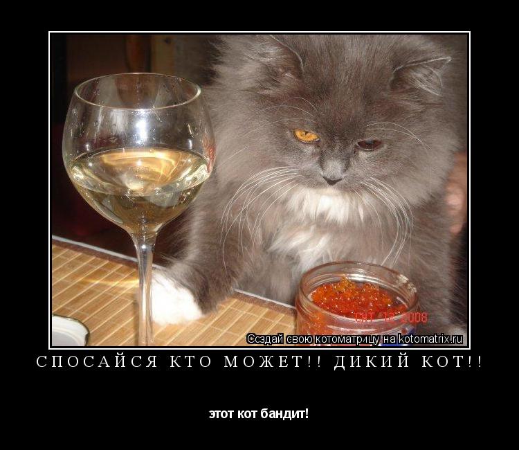 спосайся кто может!! дикий кот!! этот кот бандит!... Котоматрица: спосайся кто может!! дикий кот!! этот кот бандит!