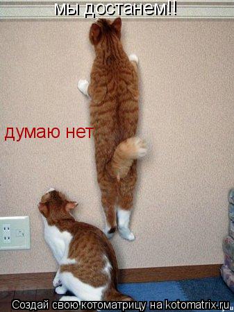 мы достанем!! мы достанем!! думаю нет думаю нет... Котоматрица: мы достанем!! мы достанем!! думаю нет думаю нет