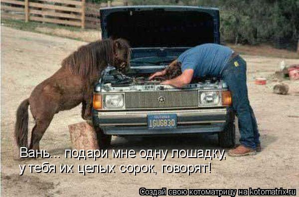 Вань... подари мне одну лошадку, у тебя их целых сорок, говорят!... Котоматрица: Вань... подари мне одну лошадку, у тебя их целых сорок, говорят!