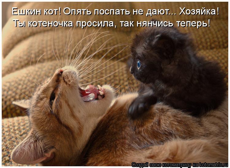 Ешкин кот! Опять поспать не дают... Хозяйка! Ты котеночка просила, так нянчись теперь!... Котоматрица: Ешкин кот! Опять поспать не дают... Хозяйка! Ты котеночка просила, так нянчись теперь!