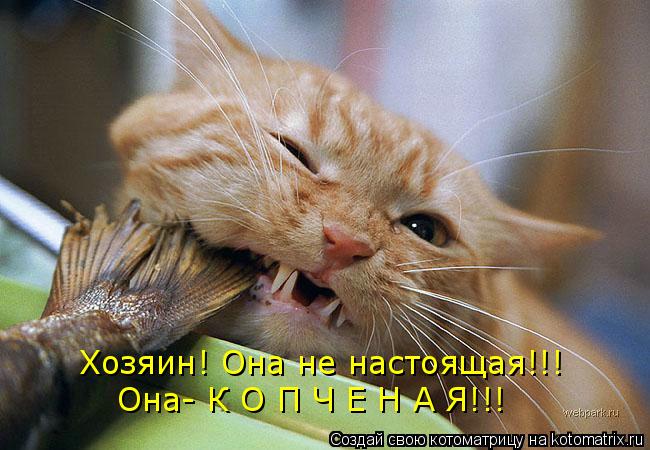 Хозяин! Она не настоящая!!! Она- К О П Ч Е Н А Я!!!... Котоматрица: Хозяин! Она не настоящая!!! Она- К О П Ч Е Н А Я!!!