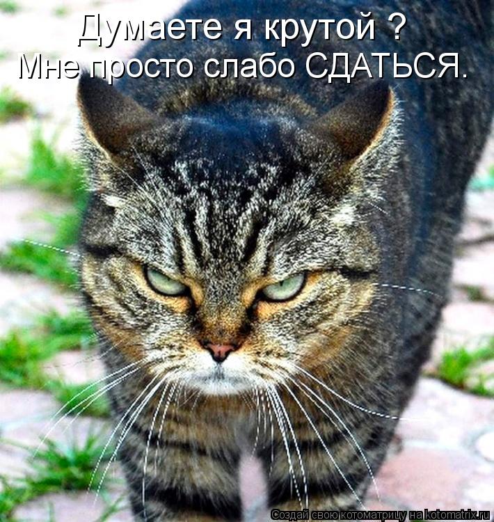 Думаете я крутой ? Мне просто слабо СДАТЬСЯ.... Котоматрица: Думаете я крутой ? Мне просто слабо СДАТЬСЯ.