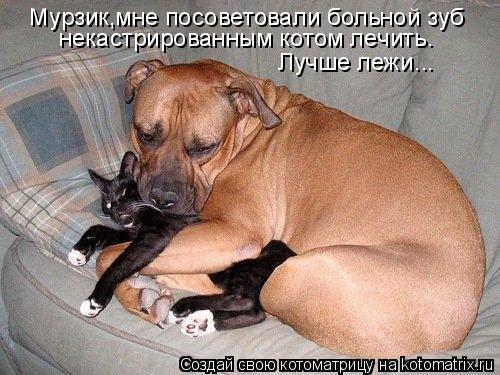 Мурзик,мне посоветовали больной зуб некастрированным котом лечить. Лучше лежи...... Котоматрица: Мурзик,мне посоветовали больной зуб некастрированным котом лечить. Лучше лежи...