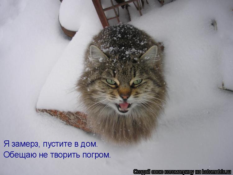 Я замерз, пустите в дом. Обещаю не творить погром.... Котоматрица: Я замерз, пустите в дом. Обещаю не творить погром.