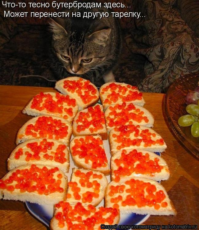 Что-то тесно бутербродам здесь... Может перенести на другую тарелку...... Котоматрица: Что-то тесно бутербродам здесь... Может перенести на другую тарелку...