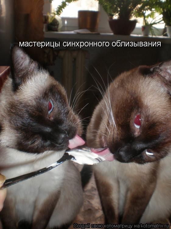 мастерицы синхронного облизывания... Котоматрица: мастерицы синхронного облизывания