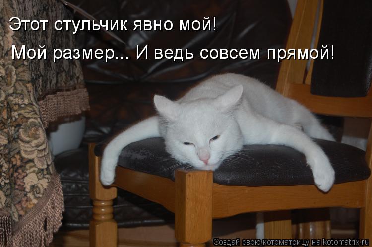 Этот стульчик явно мой! Мой размер... И ведь совсем прямой!... Котоматрица: Этот стульчик явно мой! Мой размер... И ведь совсем прямой!