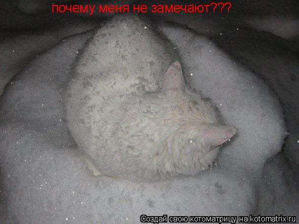 почему меня не замечают???... Котоматрица: почему меня не замечают???