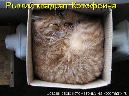 Котоматрица: Рыжий квадрат Котофеича