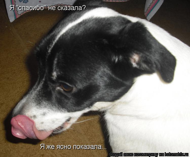 Я "спасибо" не сказала? Я же ясно показала...... Котоматрица: Я "спасибо" не сказала? Я же ясно показала...