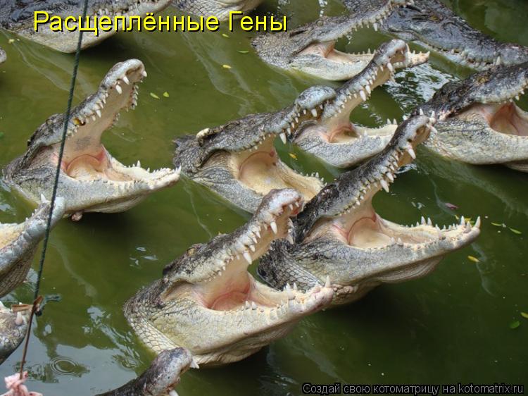 Котоматрица: Расщеплённые Гены