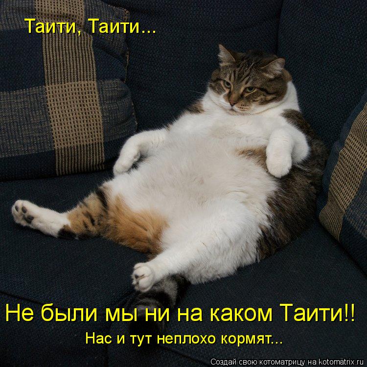 Таити, Таити... Не были мы ни на каком Таити!! Нас и тут неплохо кормят...... Котоматрица: Таити, Таити... Не были мы ни на каком Таити!! Нас и тут неплохо кормят...