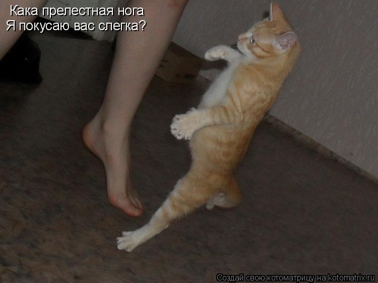 Кака прелестная нога Я покусаю вас слегка?... Котоматрица: Кака прелестная нога Я покусаю вас слегка?