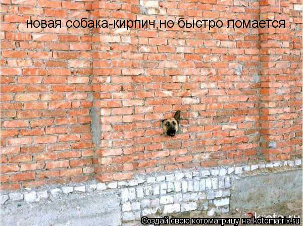 новая собака-кирпич,но быстро ломается... Котоматрица: новая собака-кирпич,но быстро ломается