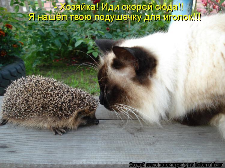 - Хозяйка! Иди скорей сюда!! Я нашёл твою подушечку для иголок!!!... Котоматрица: - Хозяйка! Иди скорей сюда!! Я нашёл твою подушечку для иголок!!!