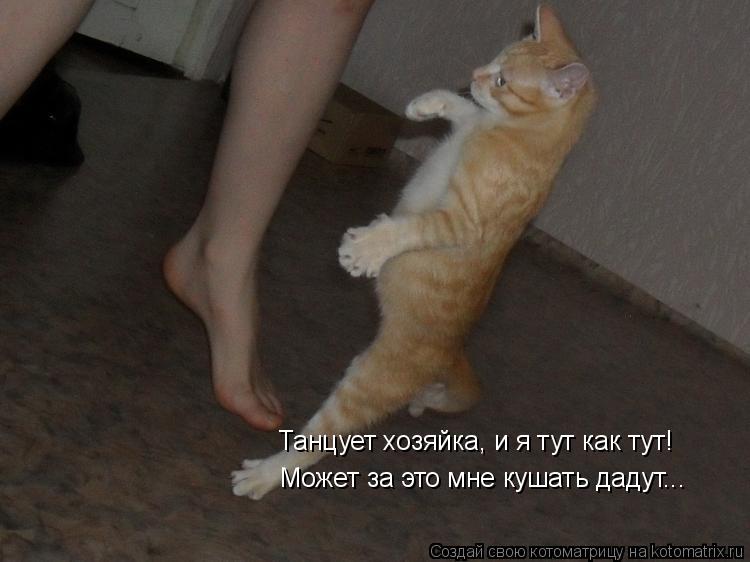 Танцует хозяйка, и я тут как тут! Может за это мне кушать дадут...... Котоматрица: Танцует хозяйка, и я тут как тут! Может за это мне кушать дадут...