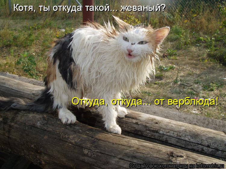 Котя, ты откуда такой... жеваный? Откуда, откуда... от верблюда!... Котоматрица: Котя, ты откуда такой... жеваный? Откуда, откуда... от верблюда!