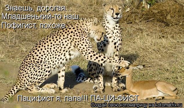 Знаешь, дорогая... Младшенький-то наш.... Пацифист я, папа!!! ПА-ЦИ-ФИСТ Пофигист, похоже....... Котоматрица: Знаешь, дорогая... Младшенький-то наш.... Пацифист я, папа!!! ПА-ЦИ-ФИСТ Пофигист, похоже....
