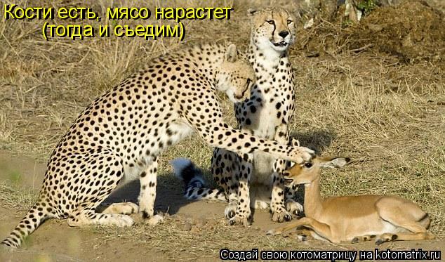Кости есть, мясо нарастет Кости есть, мясо нарастет (тогда и съедим) (тогда и съедим)... Котоматрица: Кости есть, мясо нарастет Кости есть, мясо нарастет (тогда и съедим) (тогда и съедим)