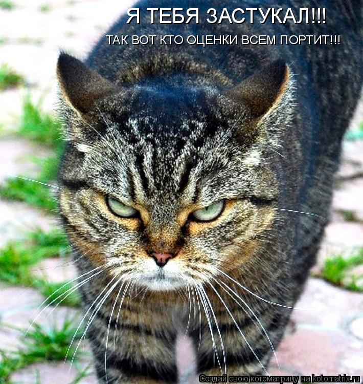 Я ТЕБЯ ЗАСТУКАЛ!!! ТАК ВОТ КТО ОЦЕНКИ ВСЕМ ПОРТИТ!!!... Котоматрица: Я ТЕБЯ ЗАСТУКАЛ!!! ТАК ВОТ КТО ОЦЕНКИ ВСЕМ ПОРТИТ!!!