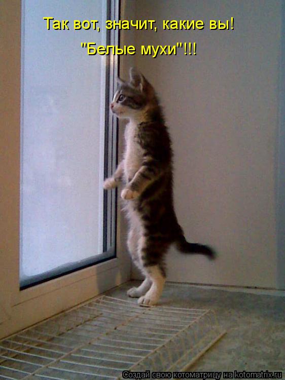 Так вот, значит, какие вы! "Белые мухи"!!!... Котоматрица: Так вот, значит, какие вы! "Белые мухи"!!!