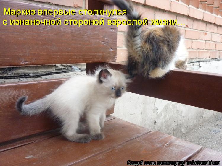 Маркиз впервые столкнулся с изнаночной стороной взрослой жизни...... Котоматрица: Маркиз впервые столкнулся с изнаночной стороной взрослой жизни...
