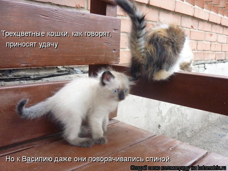 Трехцветные кошки, как говорят, приносят удачу Но к Василию даже они поворачивались спиной... Котоматрица: Трехцветные кошки, как говорят, приносят удачу Но к Василию даже они поворачивались спиной