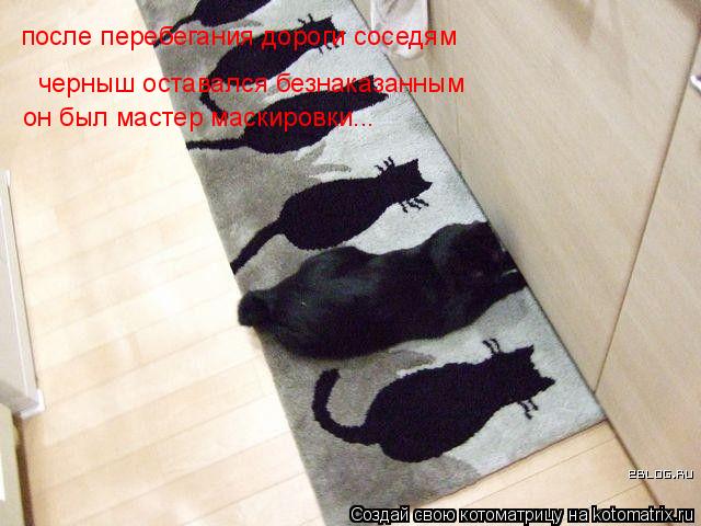 черныш оставался безнаказанным после перебегания дороги соседям он был мастер маскировки...... Котоматрица: черныш оставался безнаказанным после перебегания дороги соседям он был мастер маскировки...