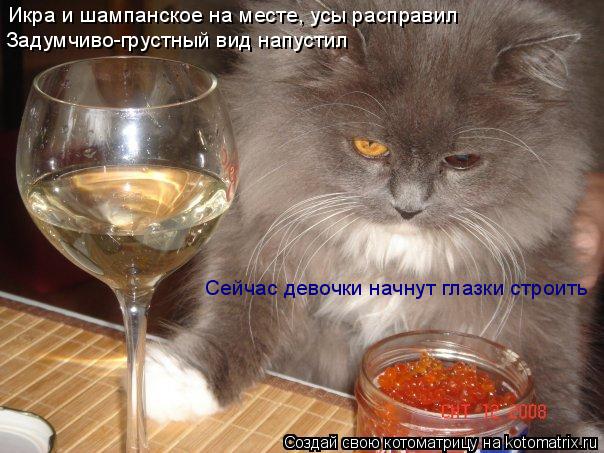 Икра и шампанское на месте, усы расправил Задумчиво-грустный вид напустил Сейчас девочки начнут глазк... Котоматрица: Икра и шампанское на месте, усы расправил Задумчиво-грустный вид напустил Сейчас девочки начнут глазки строить