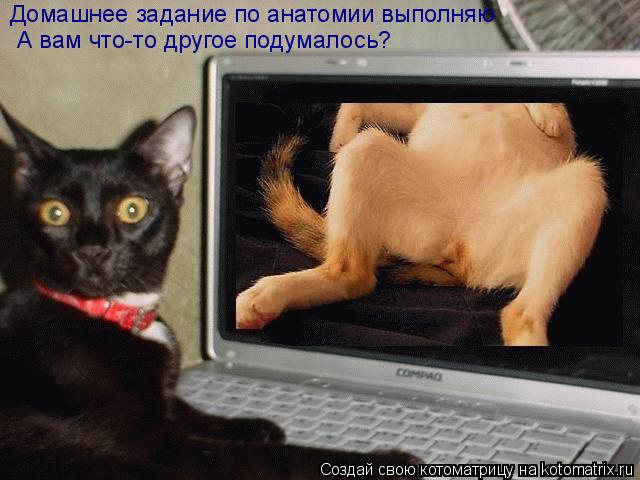 А вам что-то другое подумалось? Домашнее задание по анатомии выполняю... Котоматрица: А вам что-то другое подумалось? Домашнее задание по анатомии выполняю