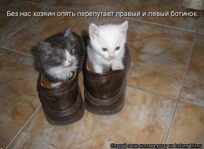 Без нас хозяин опять перепутает правый и левый ботинок... Котоматрица: Без нас хозяин опять перепутает правый и левый ботинок