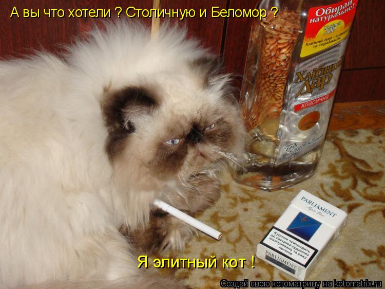 А вы что хотели ? Столичную и Беломор ? Я элитный кот !... Котоматрица: А вы что хотели ? Столичную и Беломор ? Я элитный кот !