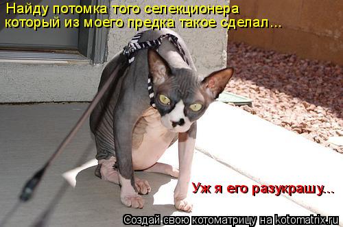 Найду потомка того селекционера который из моего предка такое сделал... Уж я его разукрашу... Уж я ег... Котоматрица: Найду потомка того селекционера который из моего предка такое сделал... Уж я его разукрашу... Уж я его разукрашу...