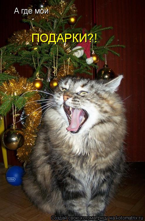 А где мои ПОДАРКИ?!... Котоматрица: А где мои ПОДАРКИ?!