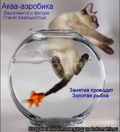 Занятия проводит Золотая рыбка Ваша мечта о фигуре Станет реальностью Аква-аэробика... Котоматрица: Занятия проводит Золотая рыбка Ваша мечта о фигуре Станет реальностью Аква-аэробика