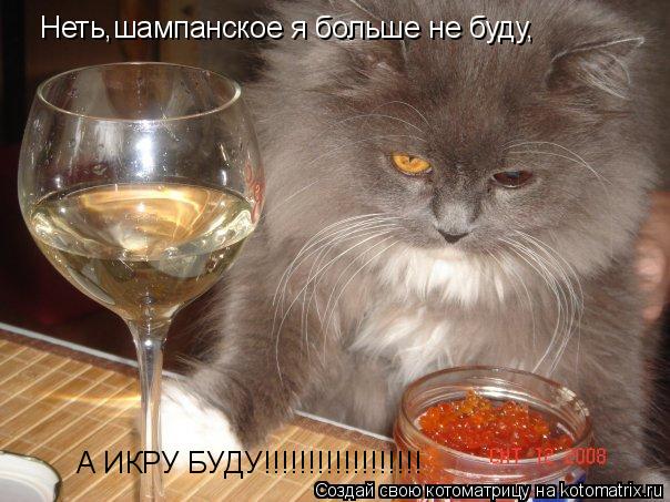 Неть,шампанское я больше не буду, А ИКРУ БУДУ!!!!!!!!!!!!!!!!!!... Котоматрица: Неть,шампанское я больше не буду, А ИКРУ БУДУ!!!!!!!!!!!!!!!!!!