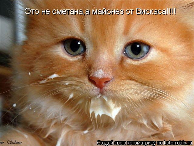 Это не сметана,а майонез от Вискаса!!!!... Котоматрица: Это не сметана,а майонез от Вискаса!!!!