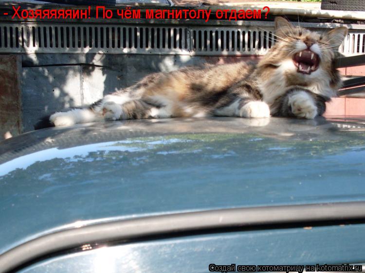 - Хозяяяяяин! По чём магнитолу отдаем?... Котоматрица: - Хозяяяяяин! По чём магнитолу отдаем?