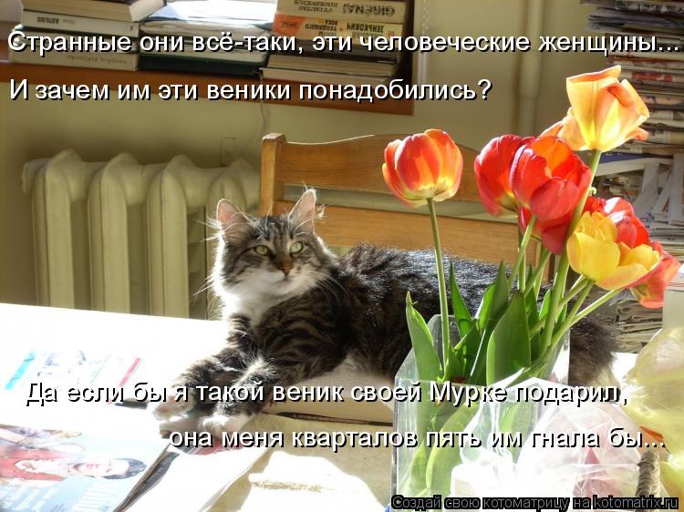 Котоматрица: Странные они всё-таки, эти человеческие женщины... И зачем им эти веники понадобились? Да если бы я такой веник своей Мурке подарил, она меня 