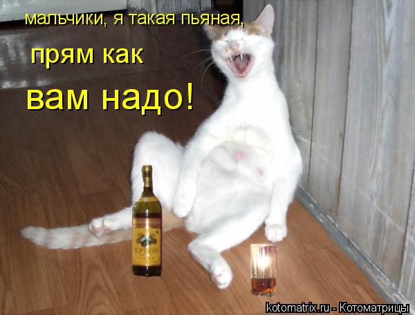 мальчики, я такая пьяная, прям как вам надо!... Котоматрица: мальчики, я такая пьяная, прям как вам надо!