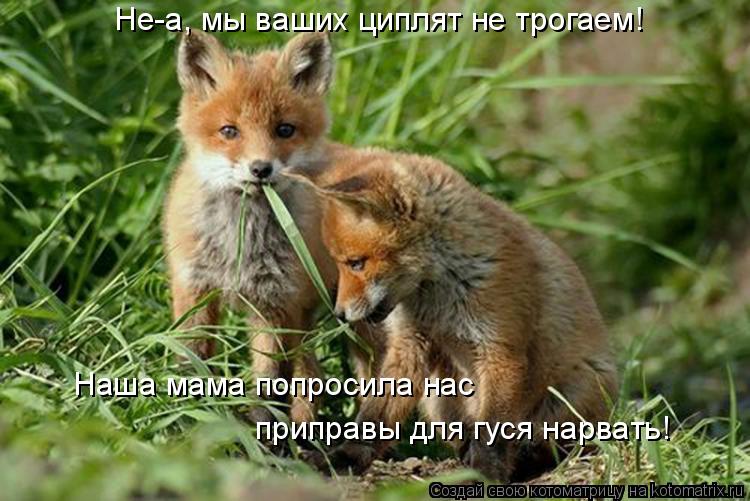 Не-а, мы ваших циплят не трогаем! Наша мама попросила нас приправы для гуся нарвать!... Котоматрица: Не-а, мы ваших циплят не трогаем! Наша мама попросила нас приправы для гуся нарвать!