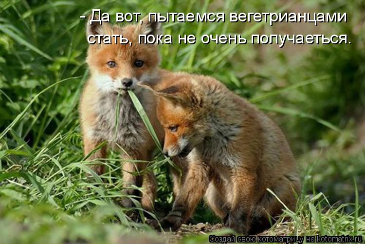 - Да вот, пытаемся вегетрианцами стать, пока не очень получаеться.... Котоматрица: - Да вот, пытаемся вегетрианцами стать, пока не очень получаеться.
